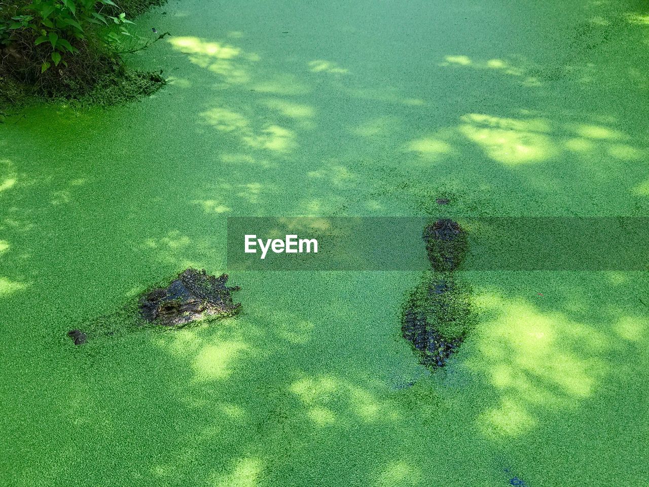 HIGH ANGLE VIEW OF FISH SWIMMING UNDERWATER