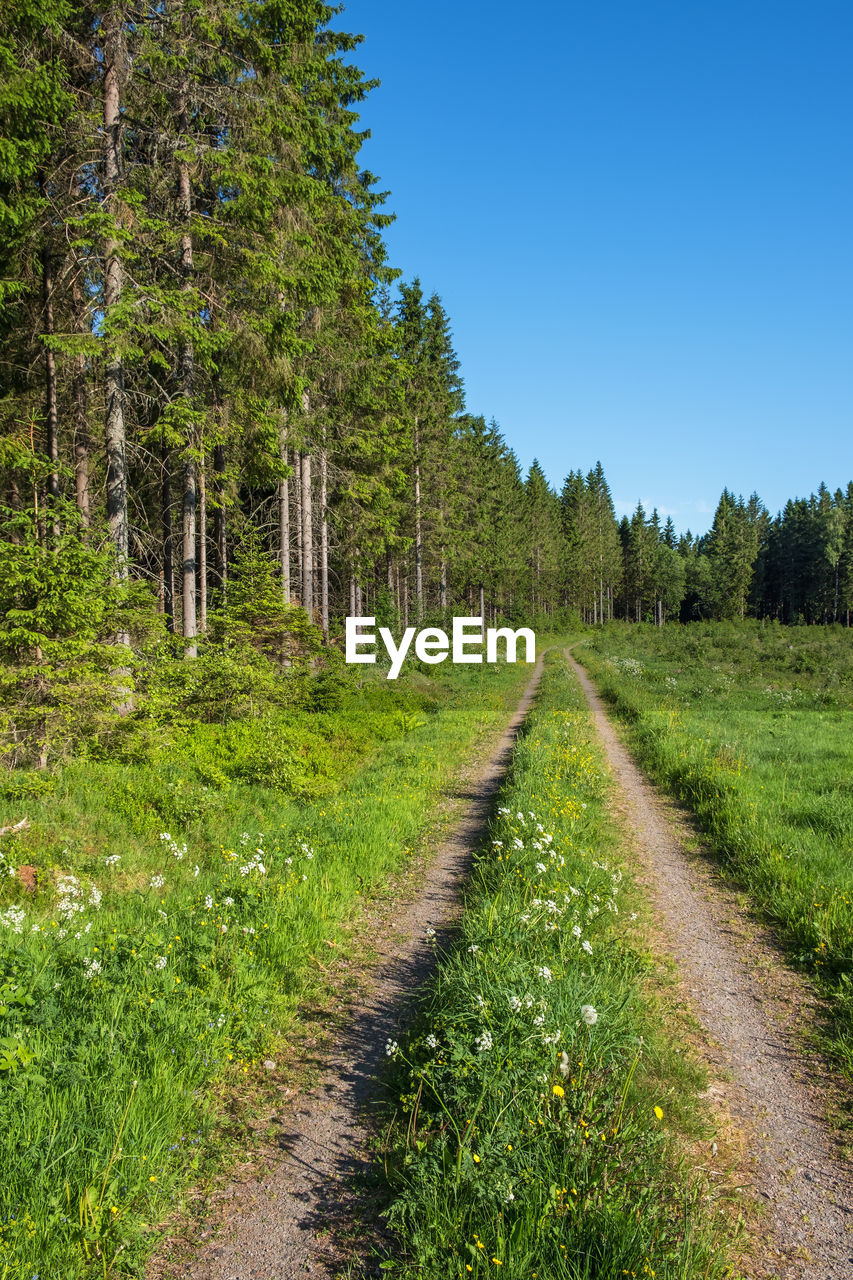 Grass shoulder road in the forest