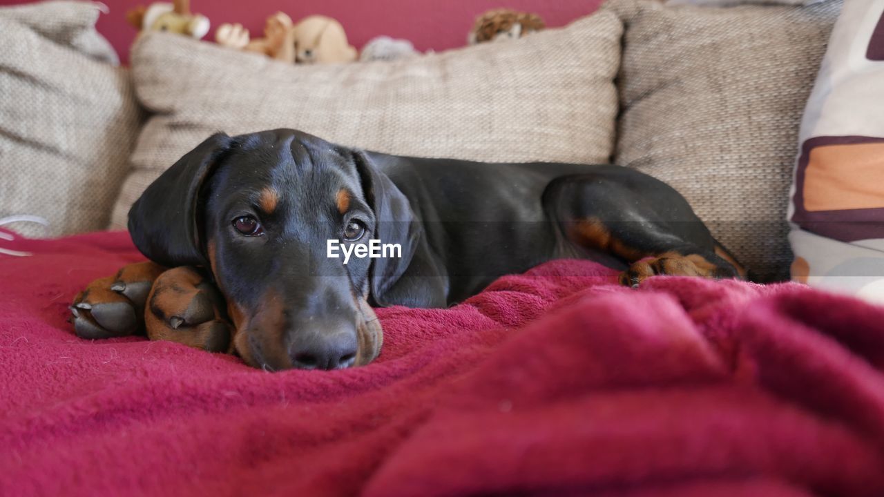 Portrait of dog resting on bed