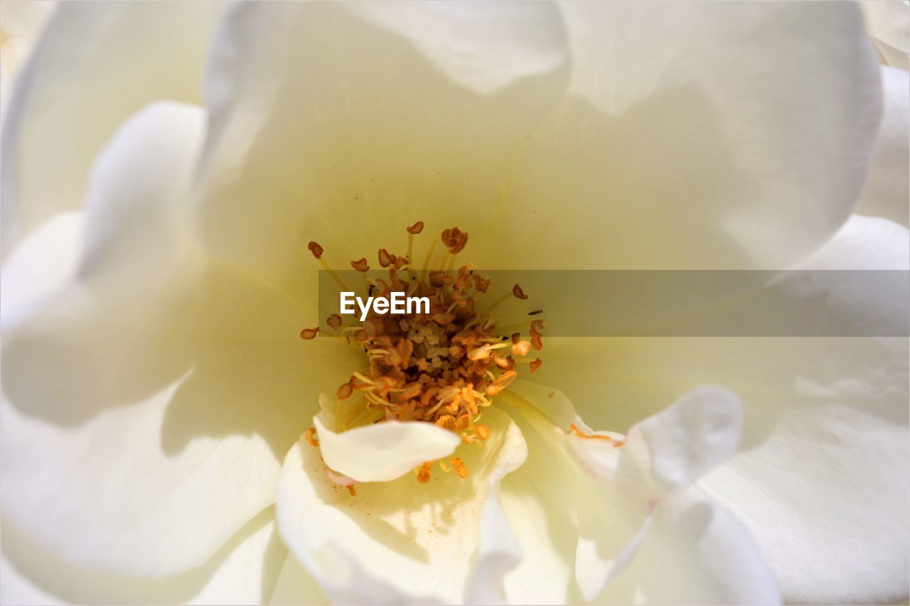 CLOSE-UP OF FRESH WHITE FLOWER BLOOMING IN NATURE