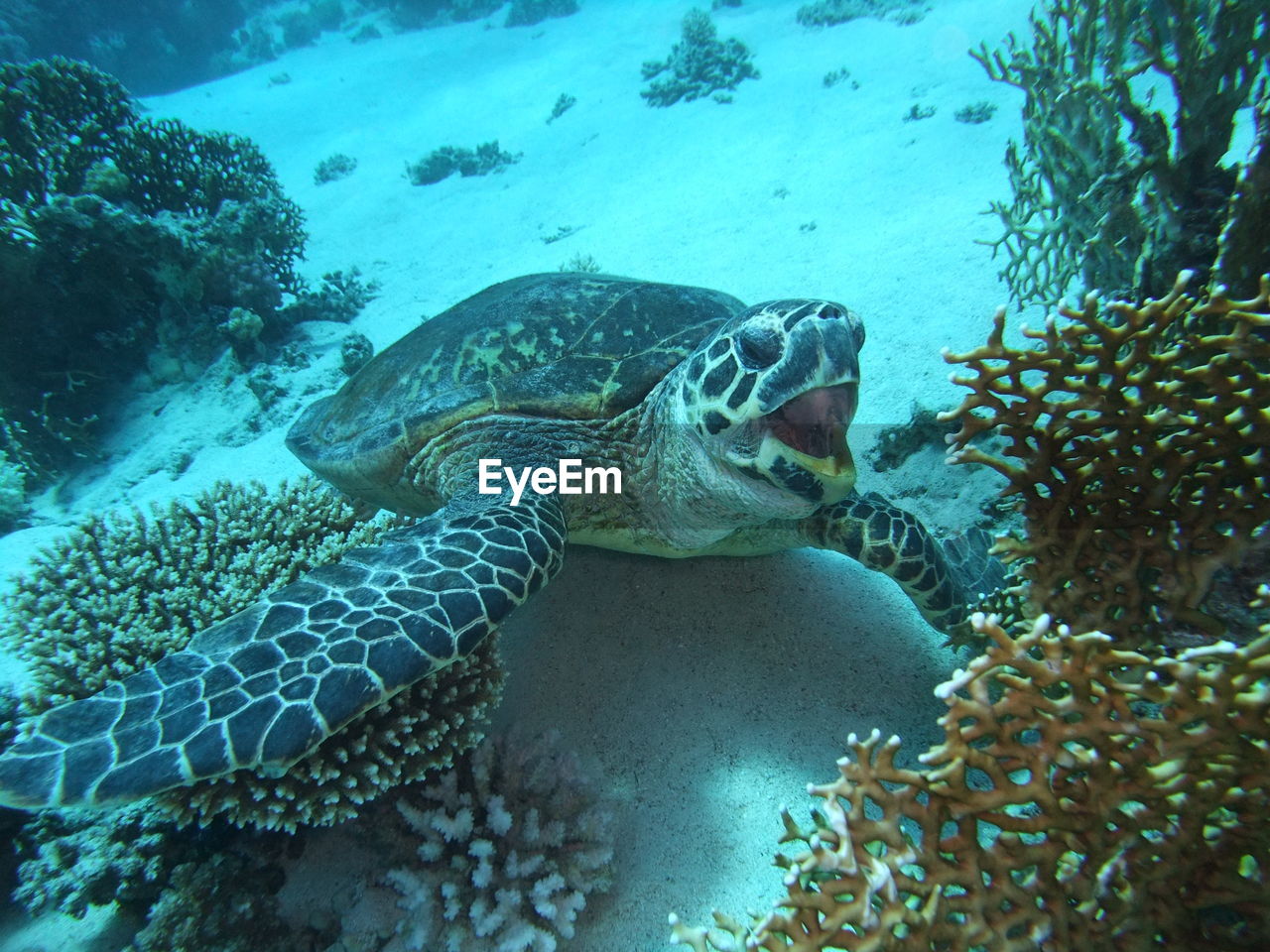 Close-up of turtle swimming in sea