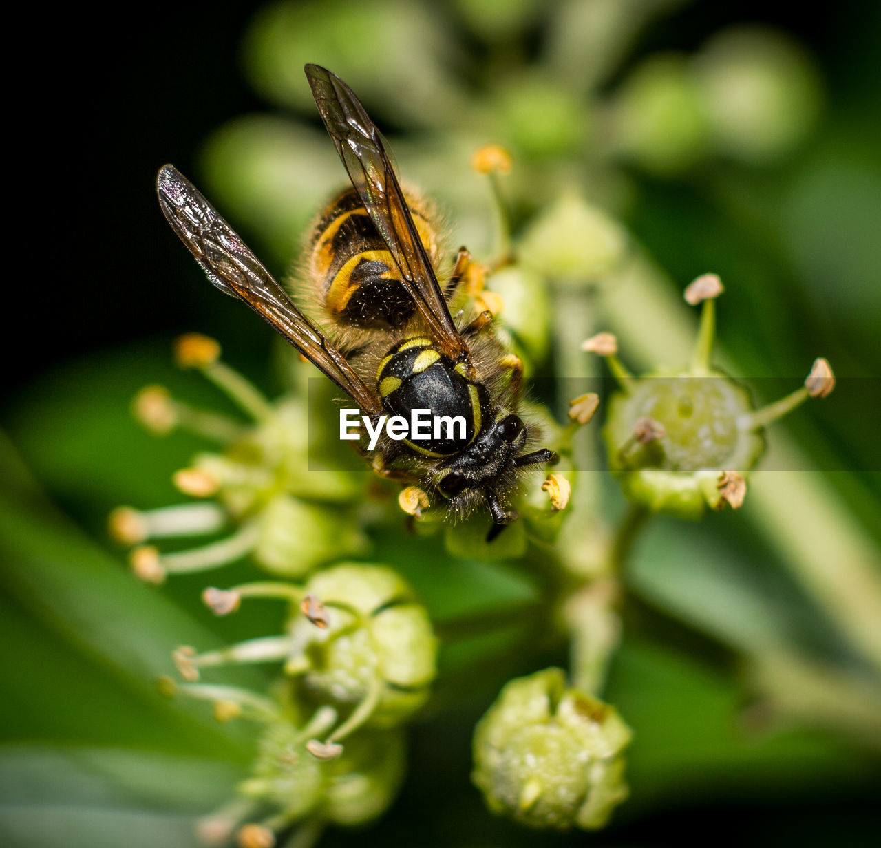 CLOSE-UP OF GRASSHOPPER ON PLANT