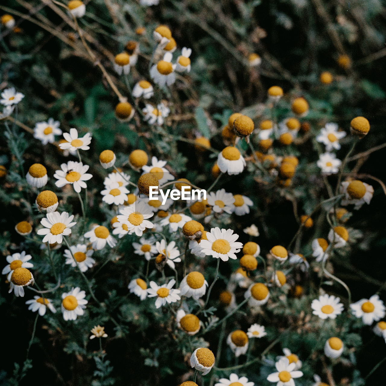 Close-up of yellow flowering plants on field