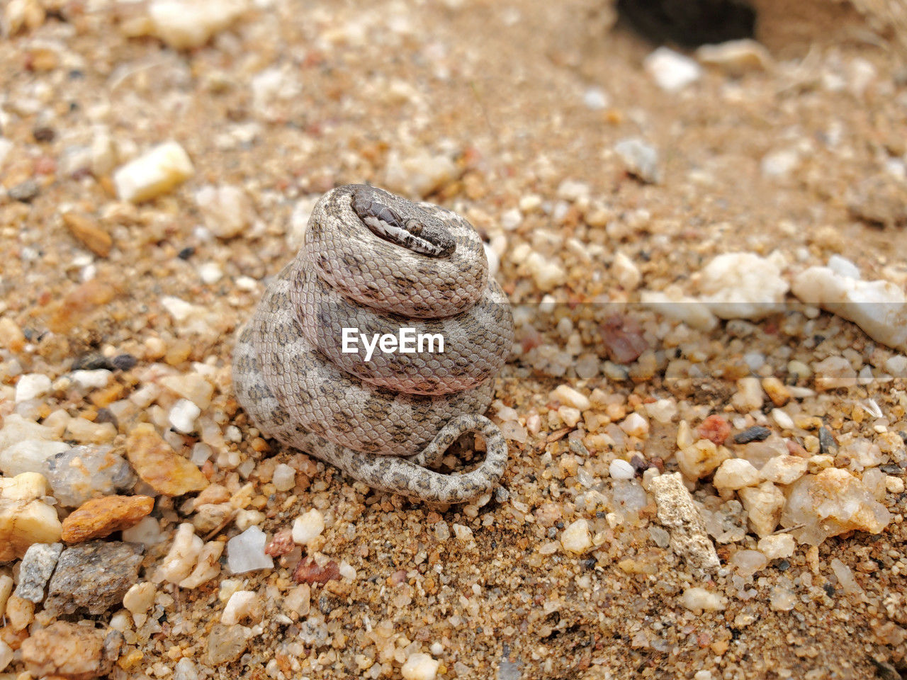 animal wildlife, animal themes, animal, wildlife, land, one animal, nature, close-up, sand, no people, beach, reptile, day, shell, rock, stone, outdoors, soil, animal shell, focus on foreground, high angle view, sunlight