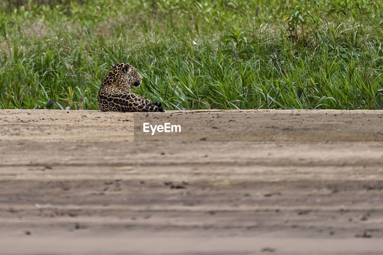 Jaguar, panthera onca, lying on a sand bank on cuiaba river in the pantanal, brazil. 