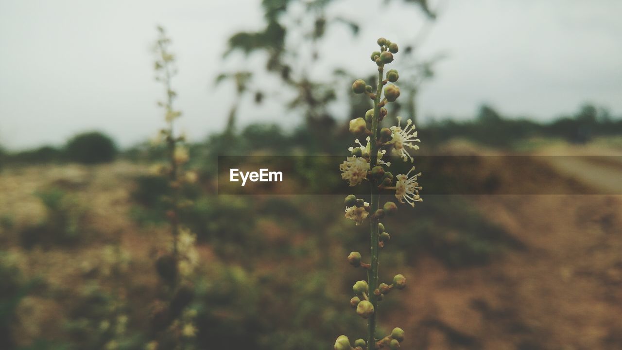 Close-up of flower growing in field