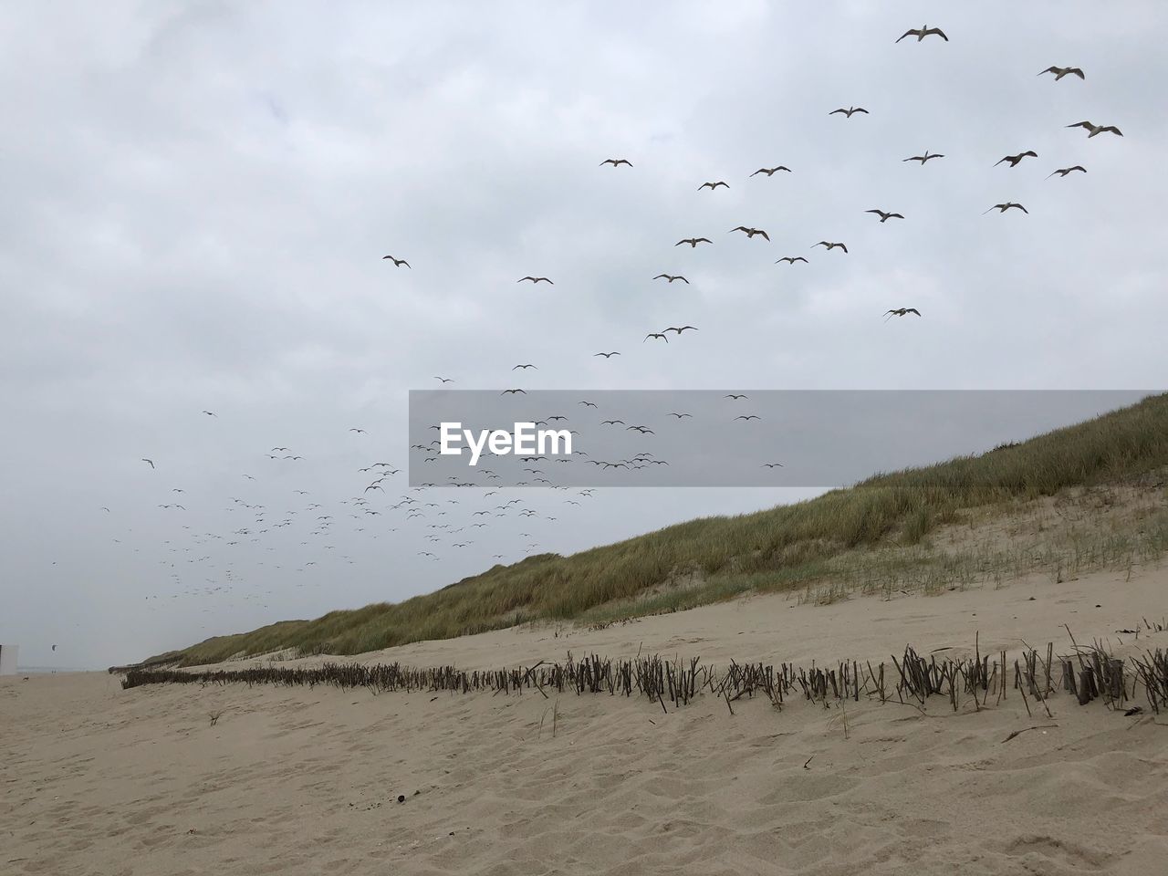 FLOCK OF BIRDS FLYING OVER THE BEACH