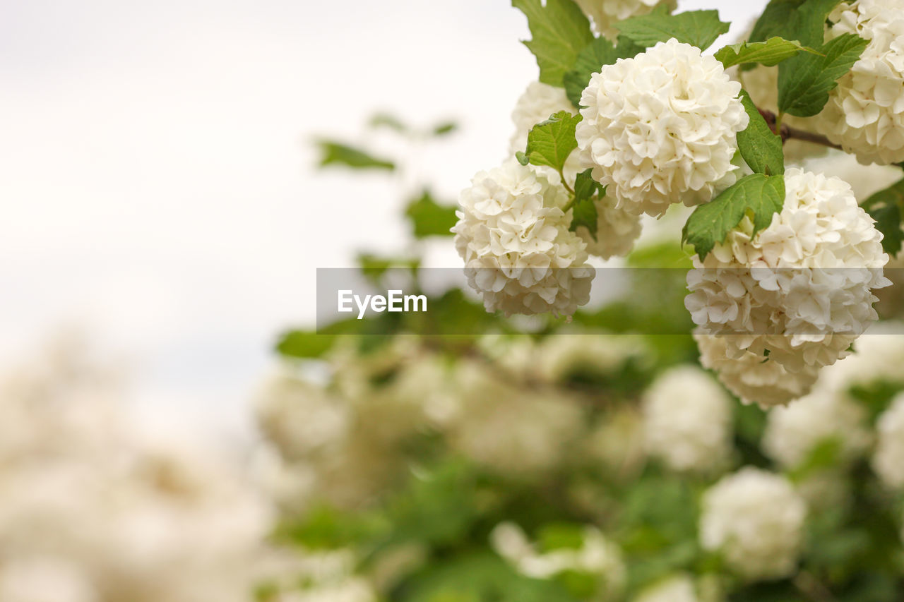 Viburnum opulus, water elder, cramp bark, snowball tree and european cranberrybush, white flower