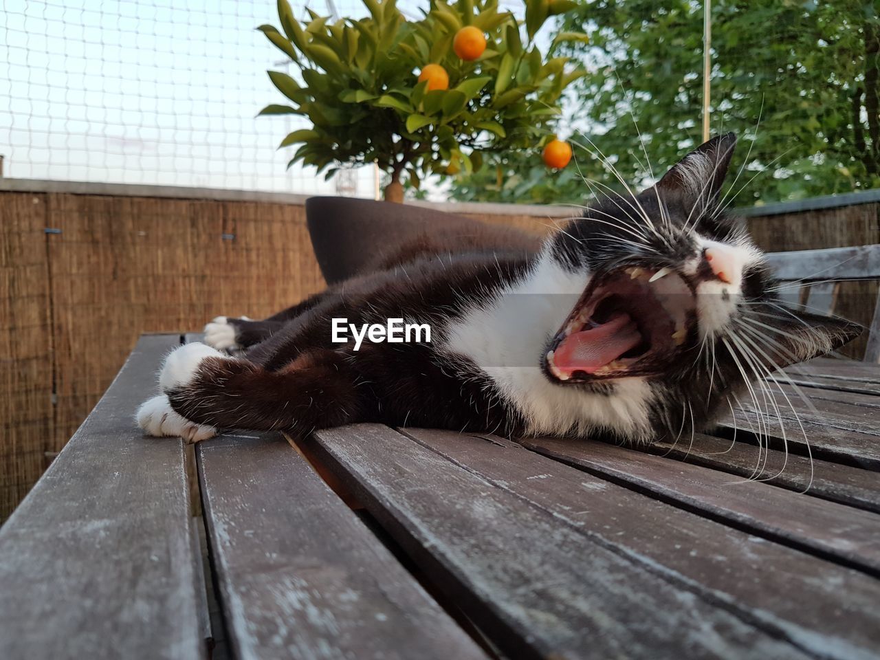 Cat resting on table