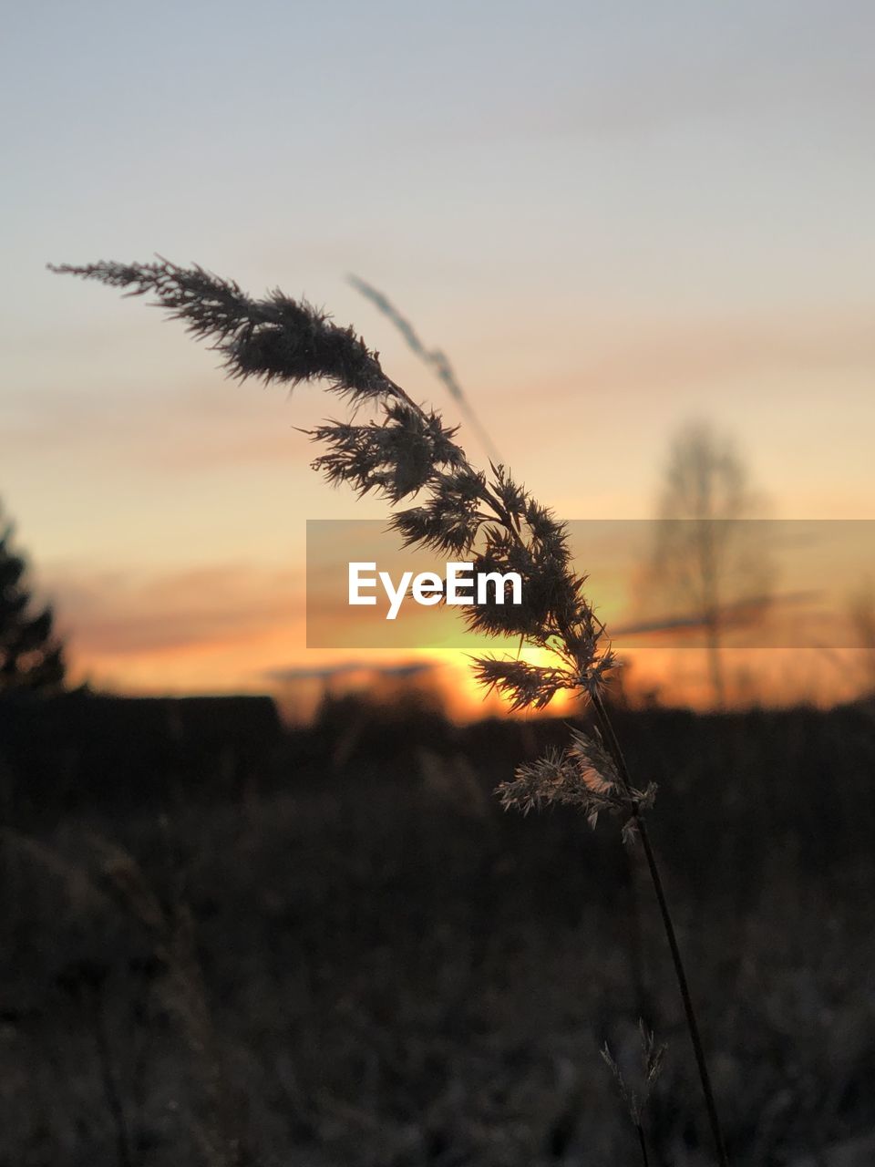 SILHOUETTE PLANT ON FIELD AGAINST SKY DURING SUNSET