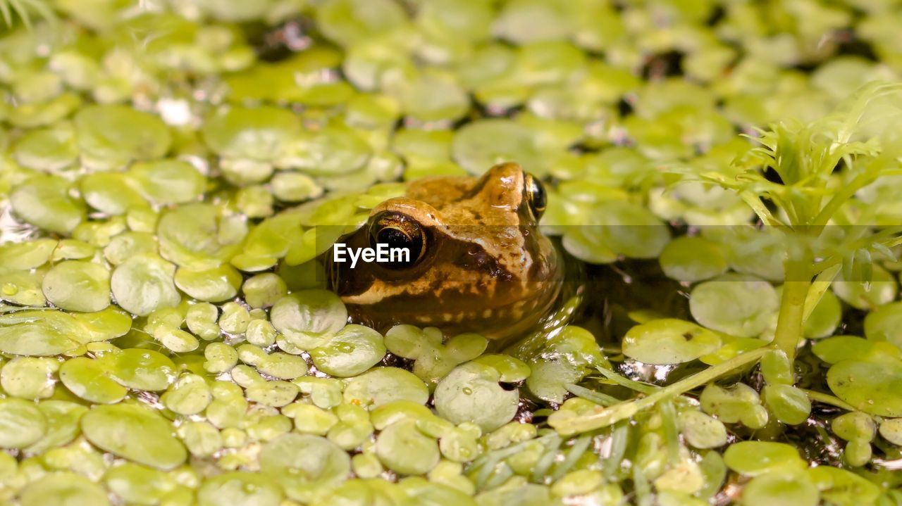 High angle view of frog with duckweed in lake