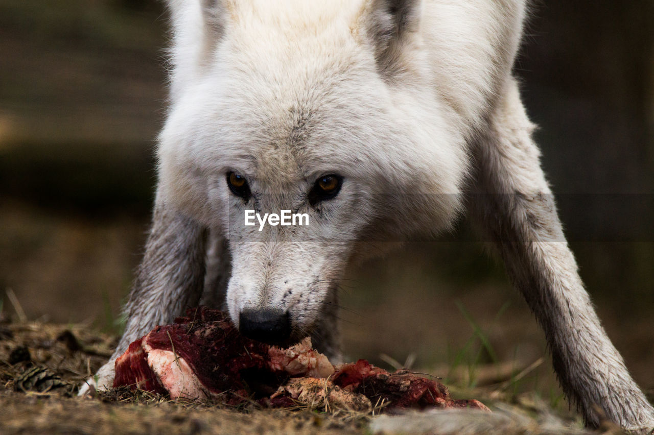 Close-up of arctic wolf eating meat on field