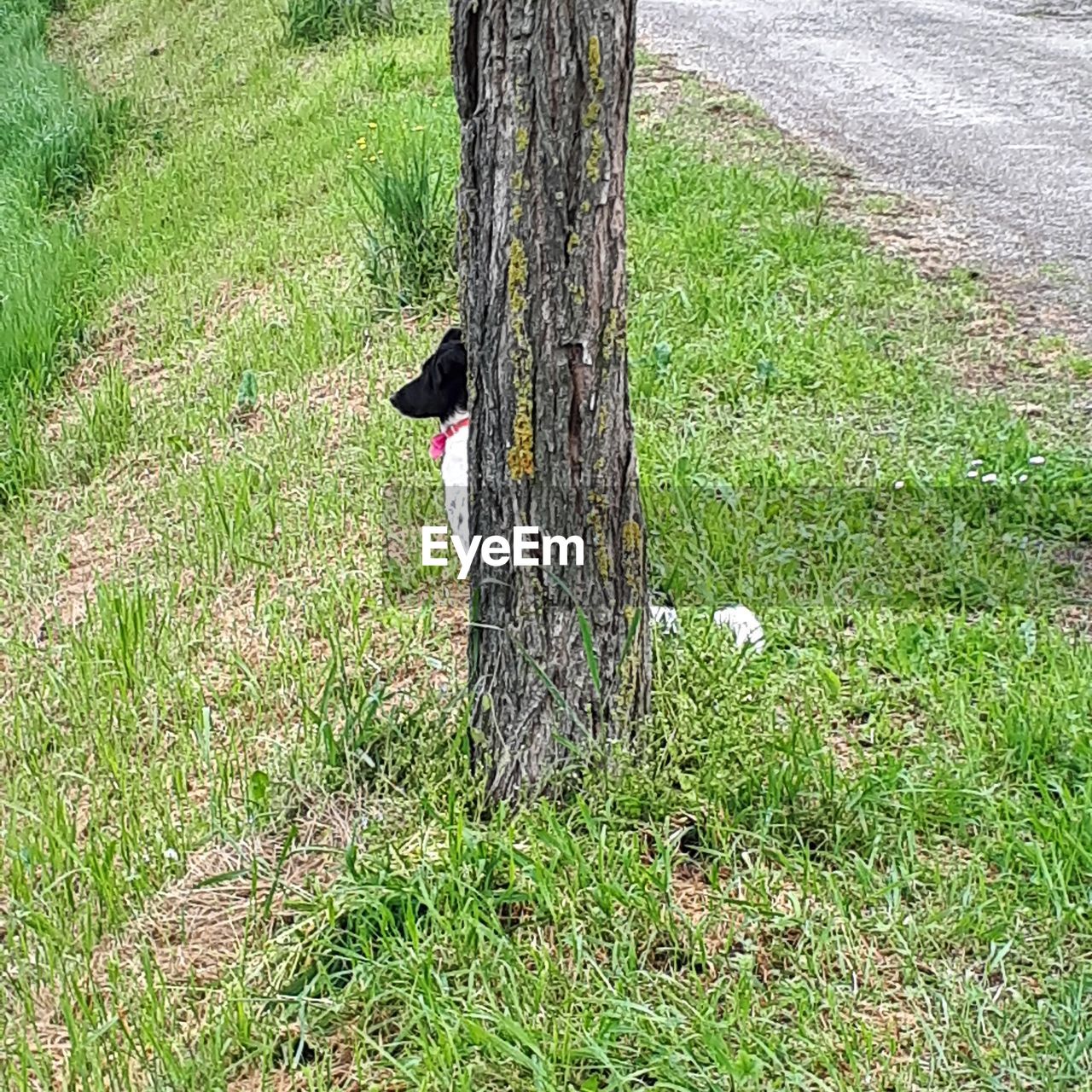 VIEW OF A BIRD ON TREE