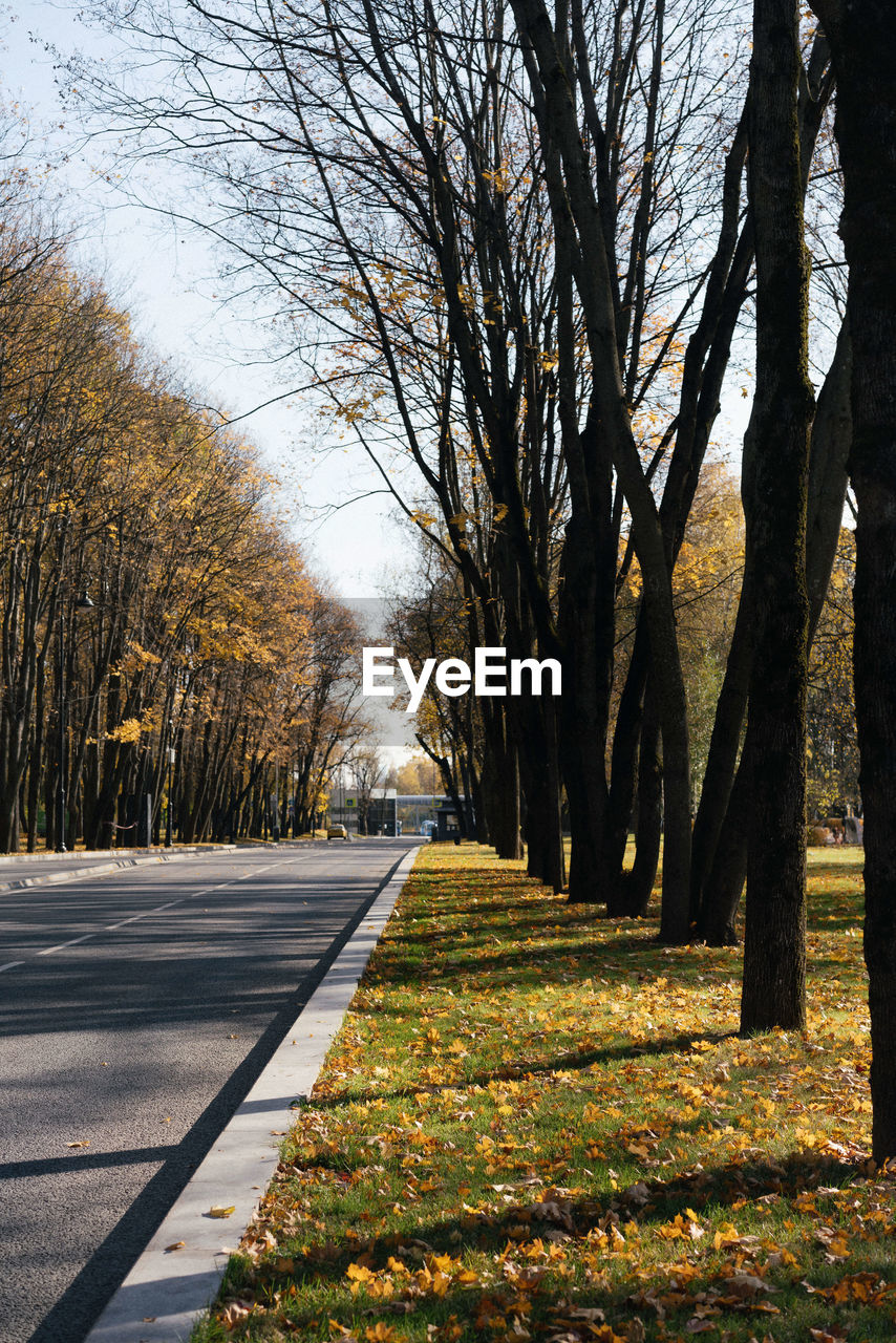 ROAD AMIDST TREES DURING AUTUMN