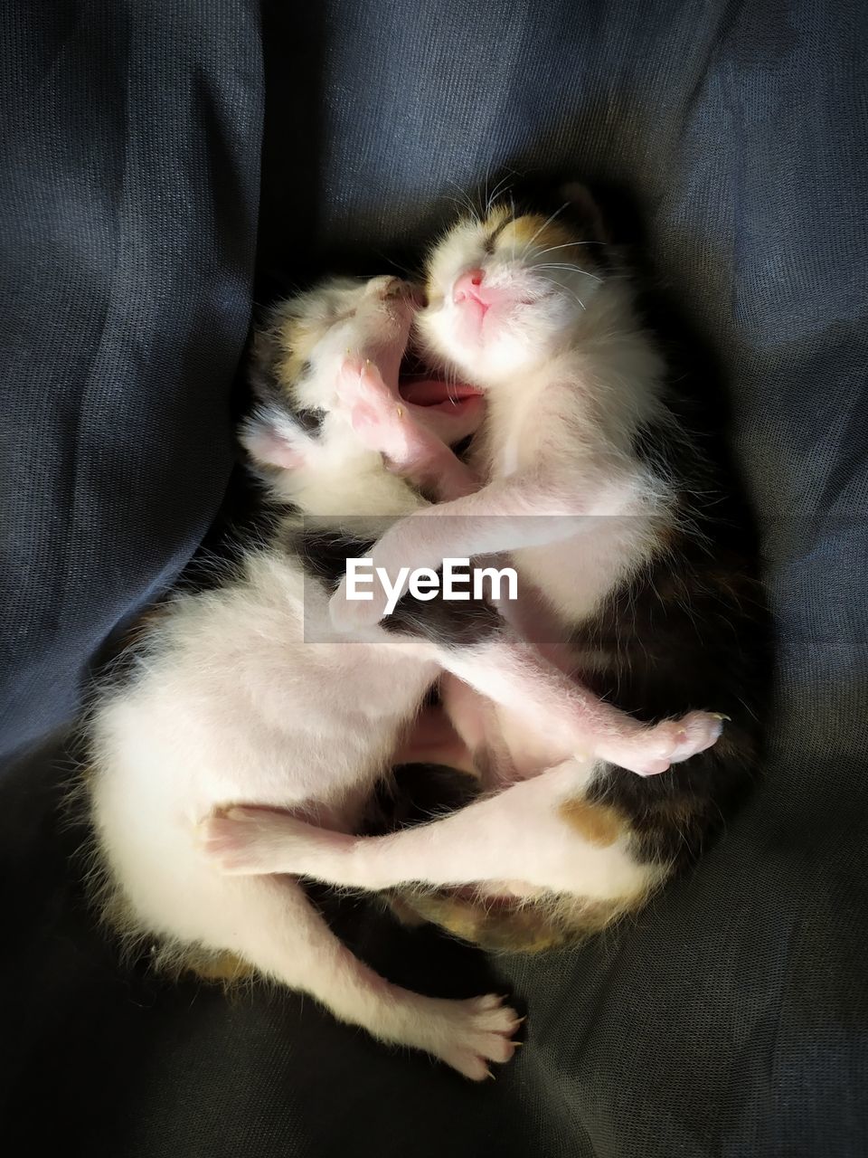 HIGH ANGLE VIEW OF CATS SLEEPING