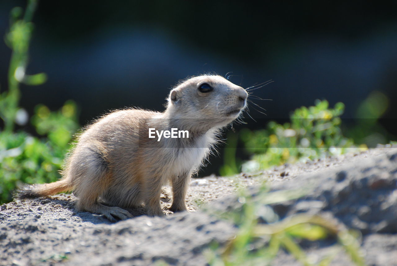 Close-up of prairie dog