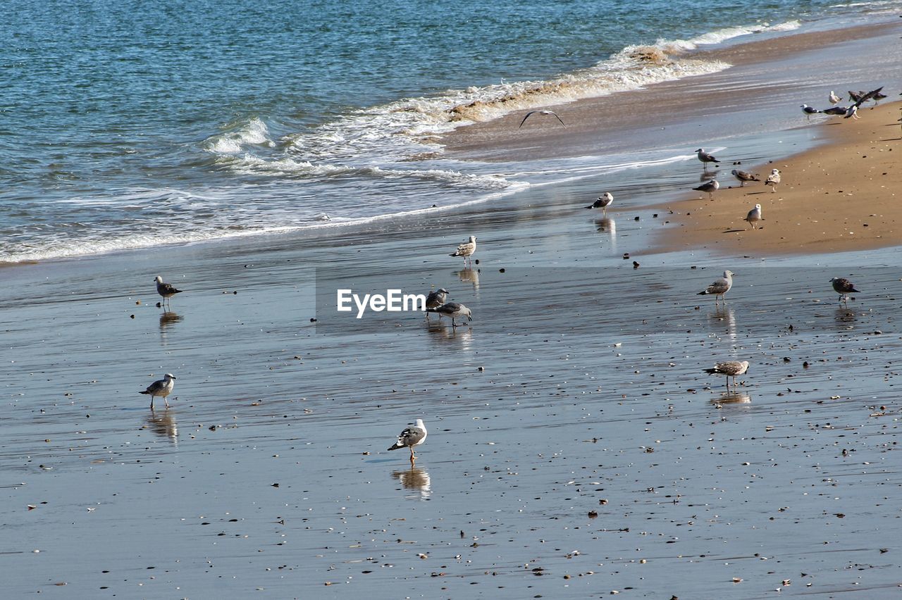 HIGH ANGLE VIEW OF BIRDS SWIMMING ON BEACH