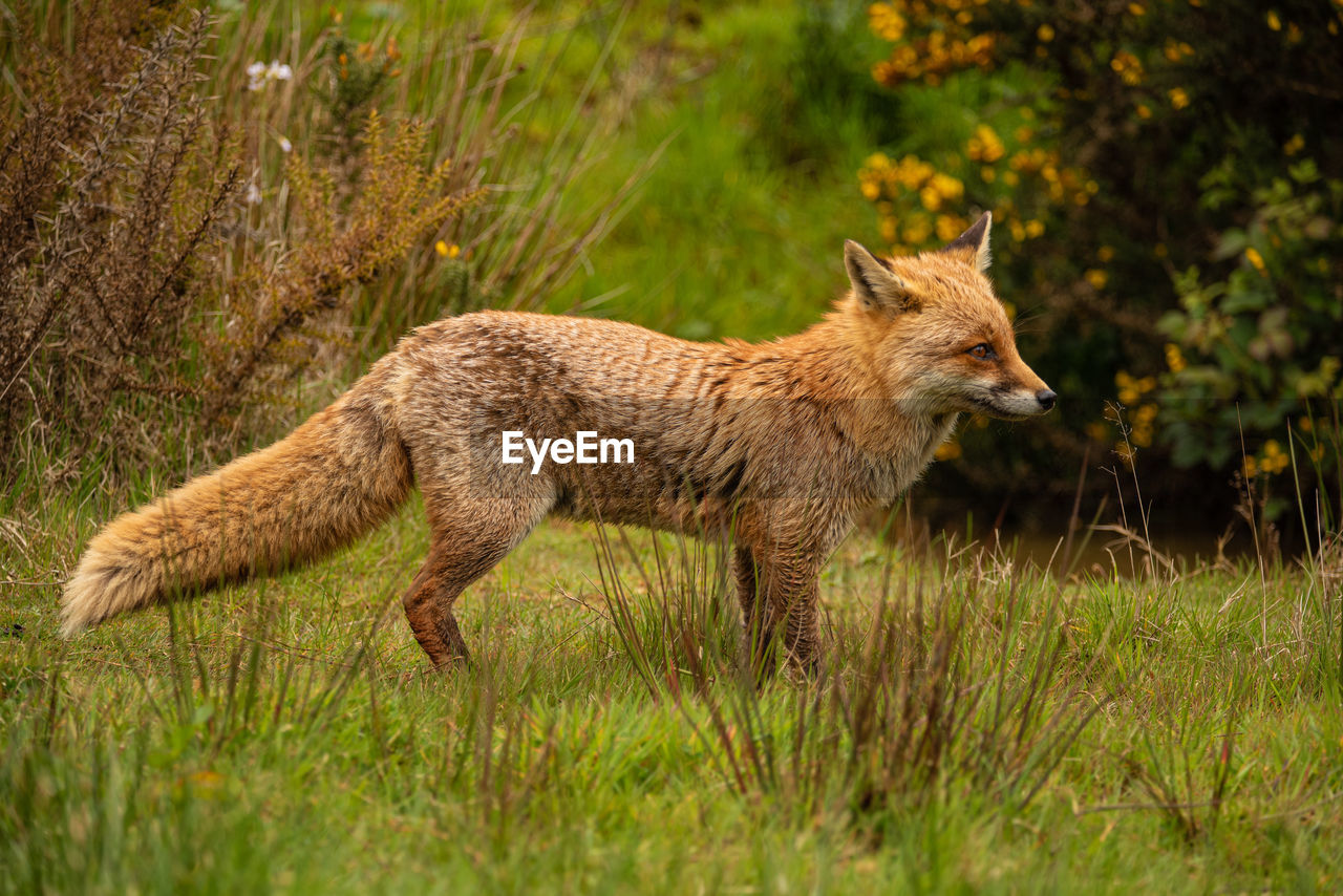 Fox walking through a meadow