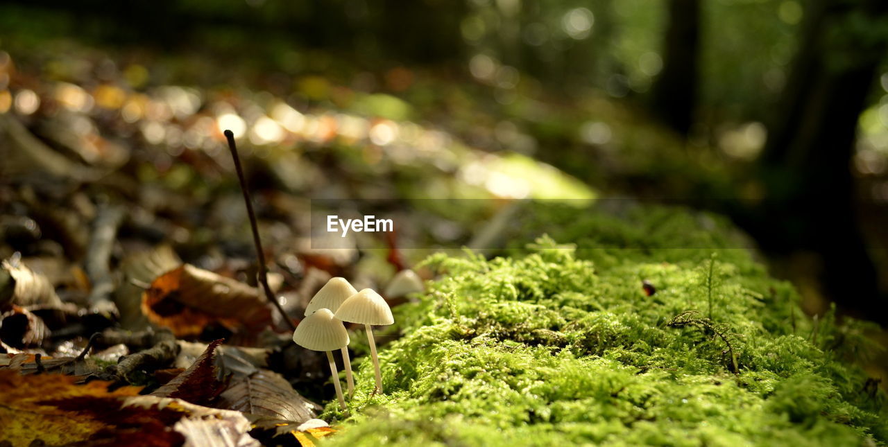 CLOSE-UP OF MUSHROOM ON FIELD