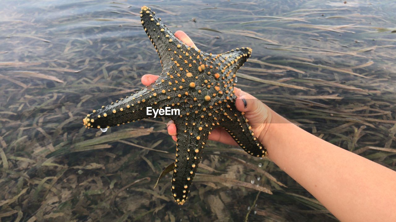 High angle view of hand holding beautiful green starfish 