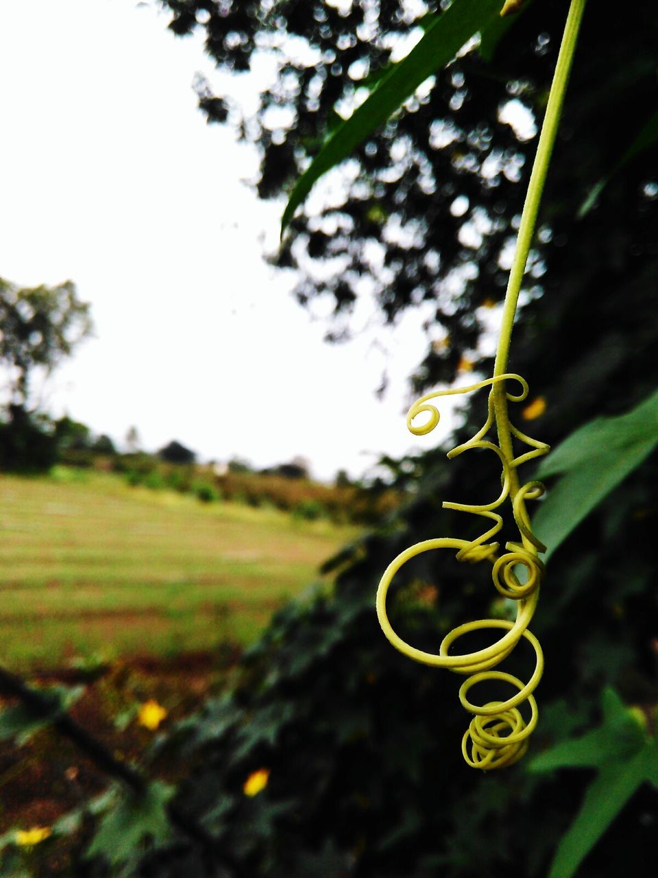 Close-up of tendril