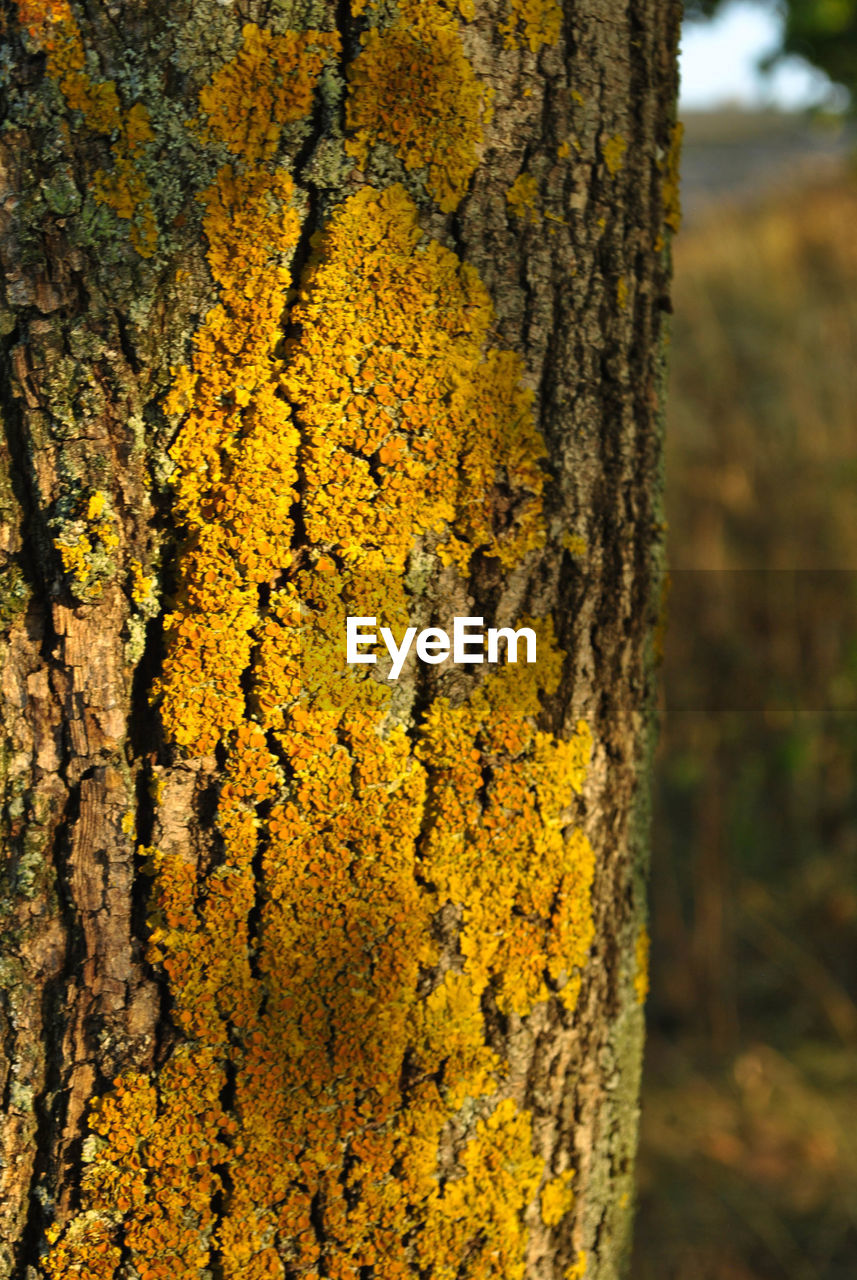 CLOSE-UP OF YELLOW TREE TRUNK