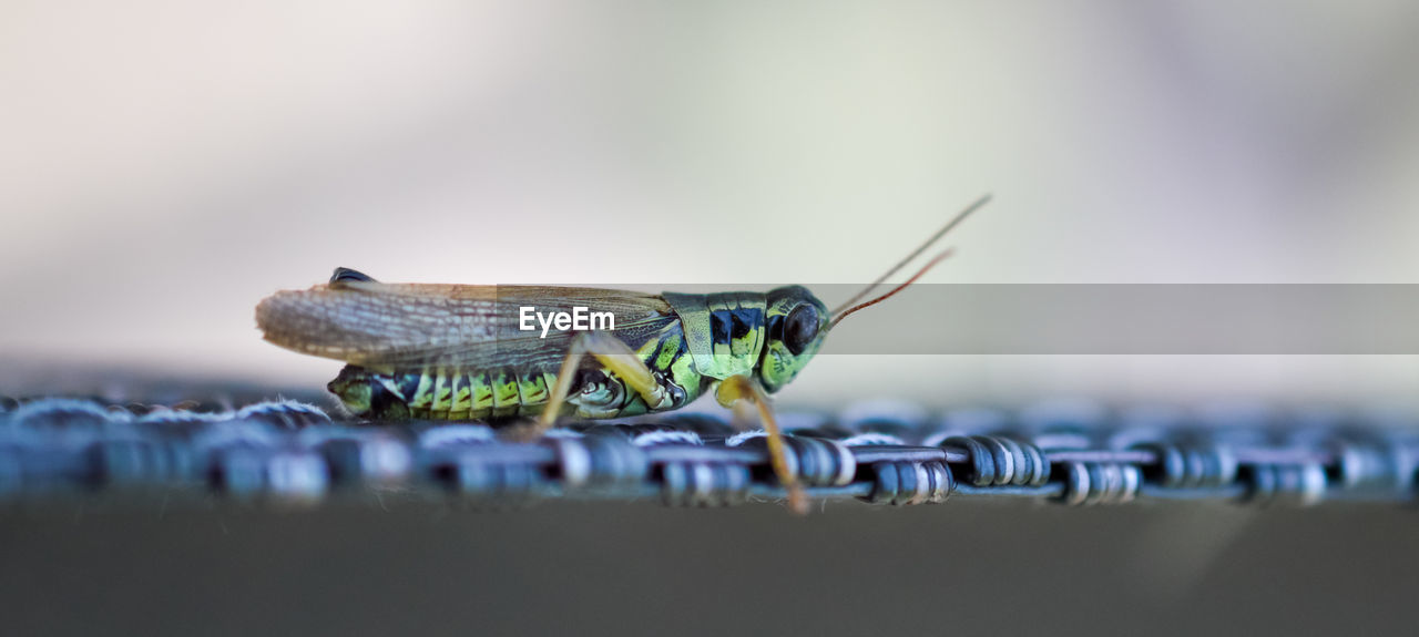 CLOSE-UP OF CATERPILLAR