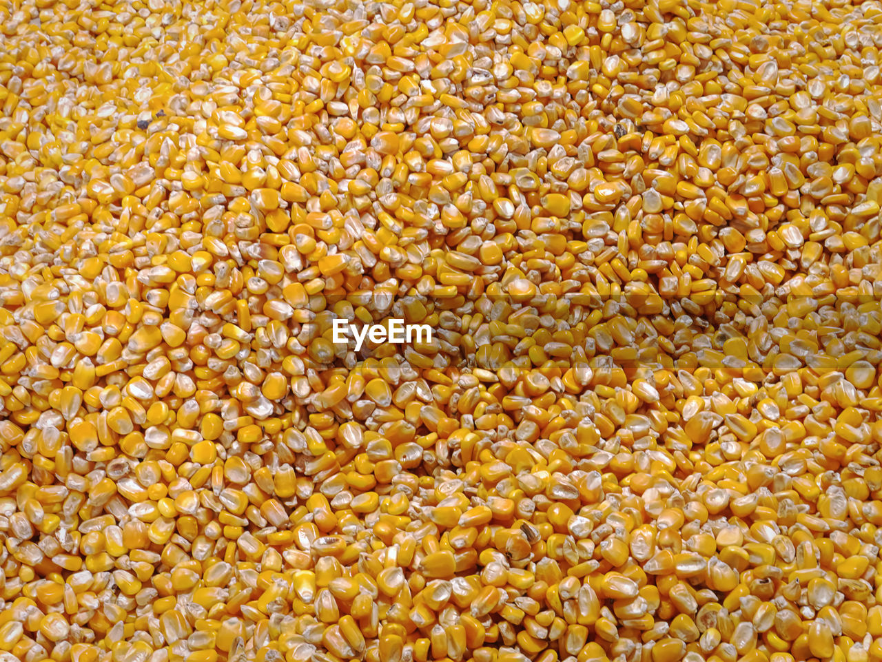 Full frame background of pile of dry yellow sweet corn kernels