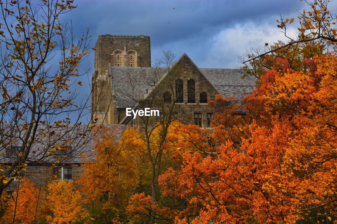 TREES AND BUILDINGS AGAINST SKY