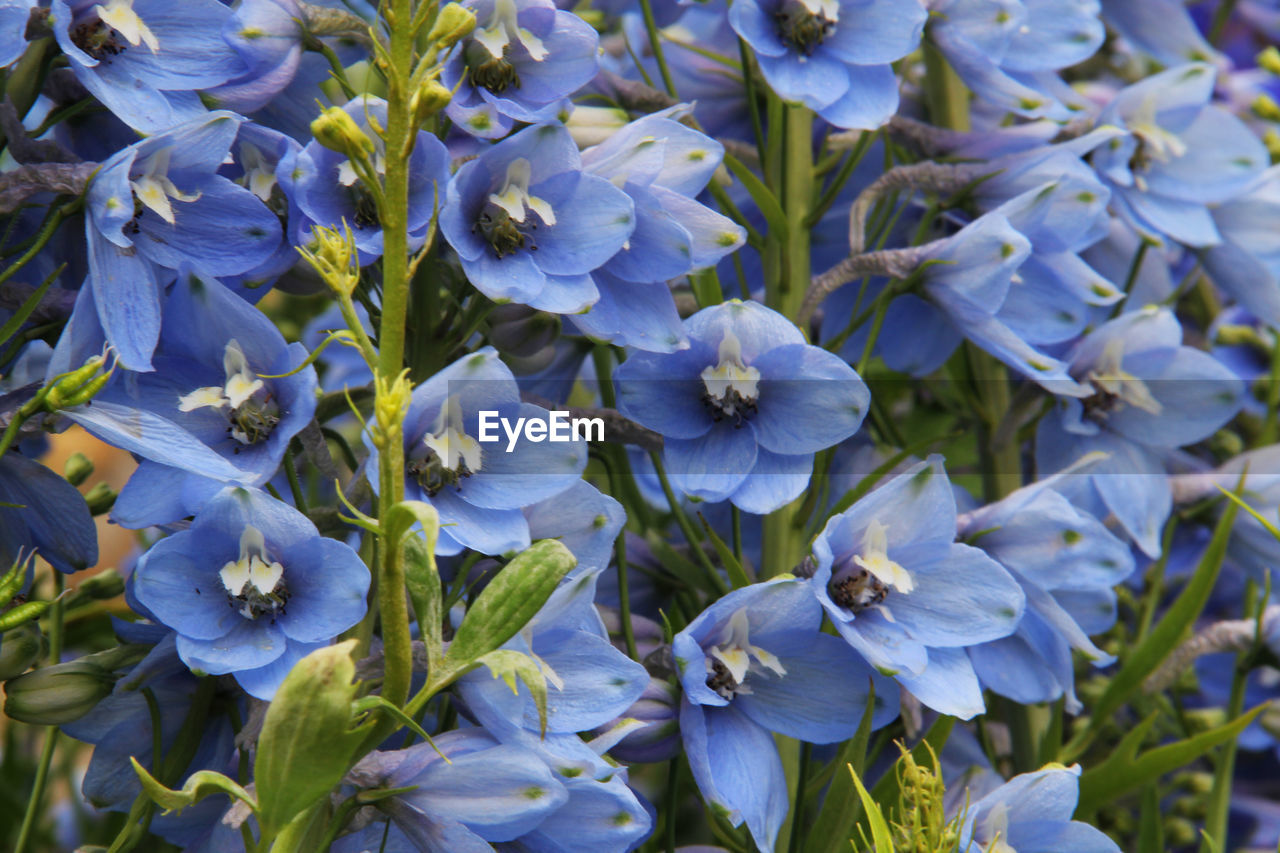 CLOSE-UP OF PURPLE BLUE FLOWERS