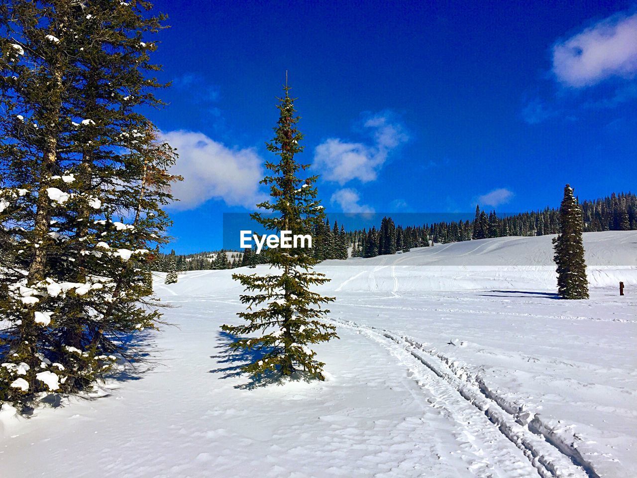 SNOW COVERED PINE TREES AGAINST SKY