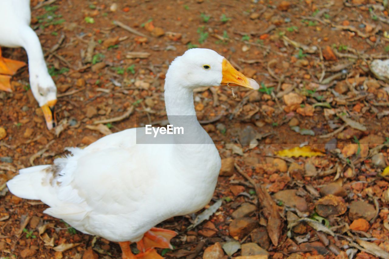 CLOSE-UP OF DUCK ON AUTUMN LEAF