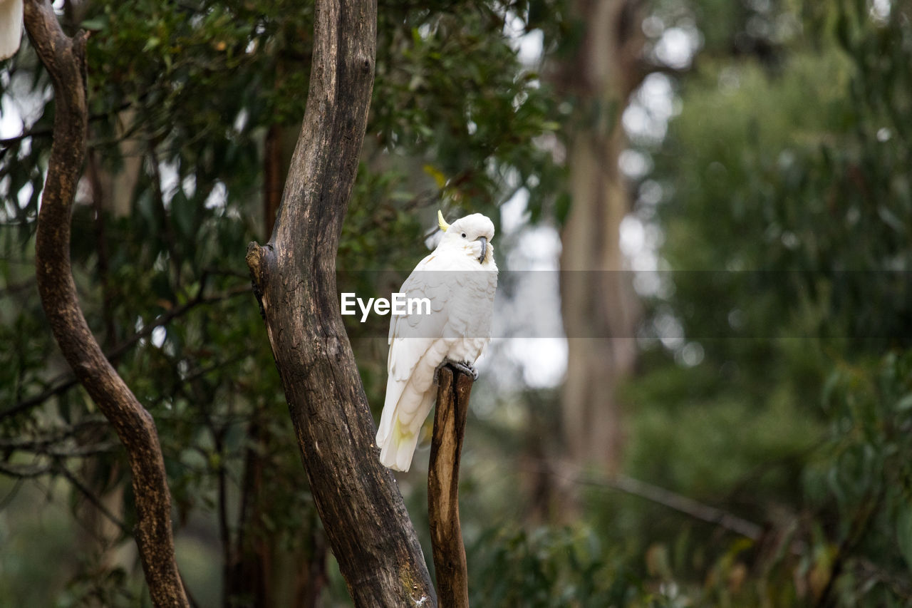 Cockatoo perching on branch at national park