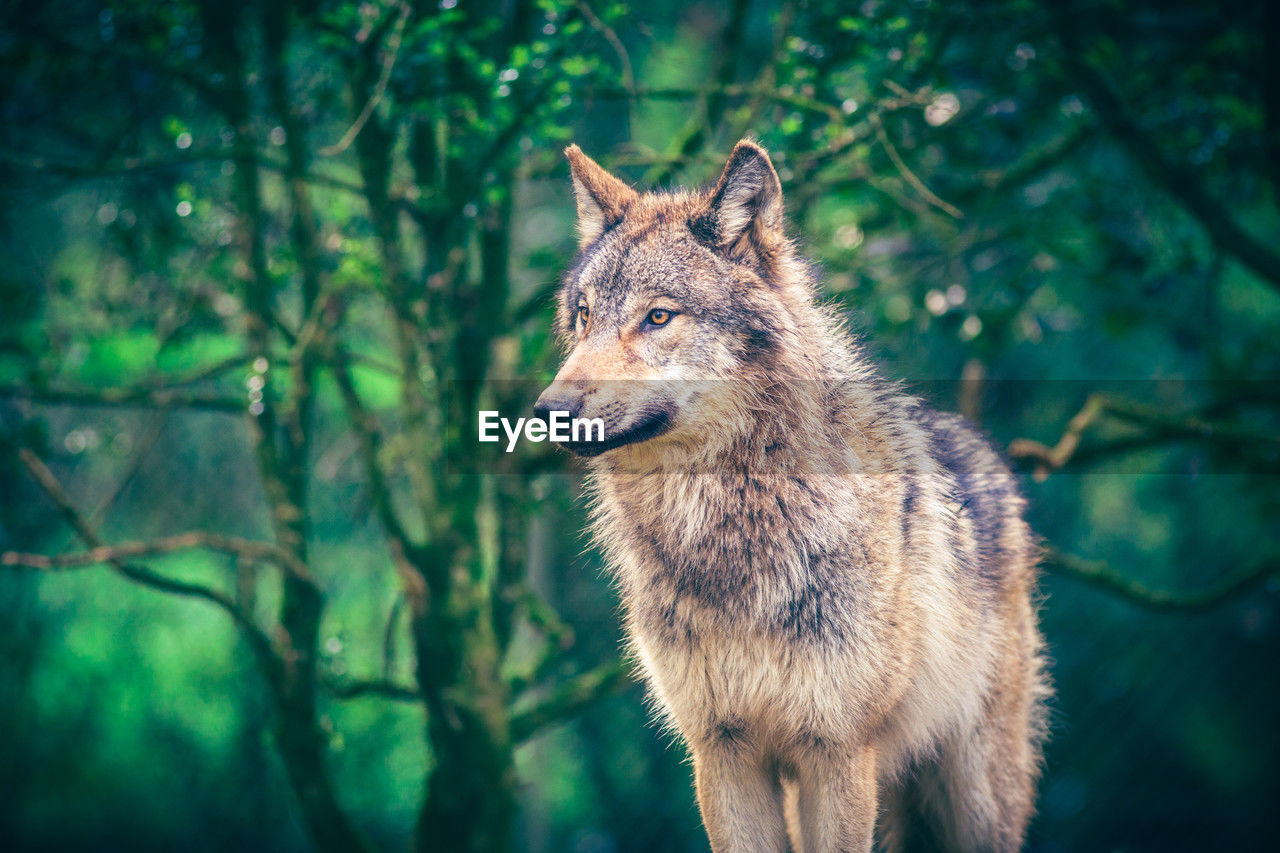 Grey wolf, canis lupus, also known as timber wolf in the green forest. real photography