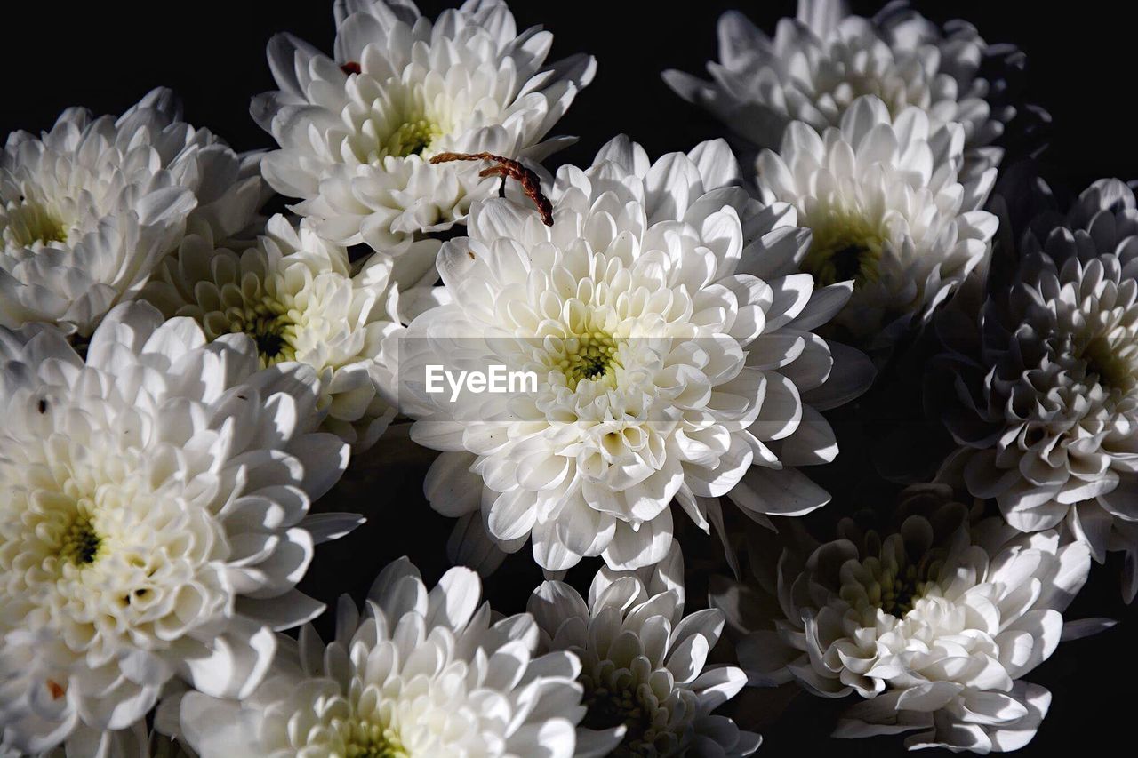 Close-up of flowers