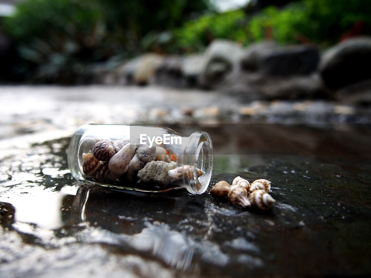 Close-up of shells on glass