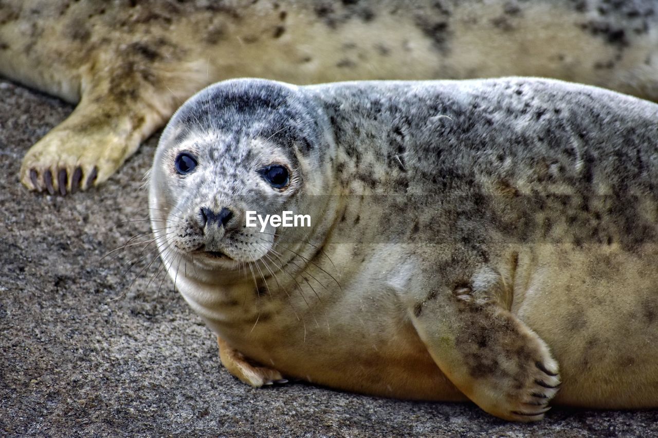 CLOSE-UP PORTRAIT OF A YOUNG ANIMAL