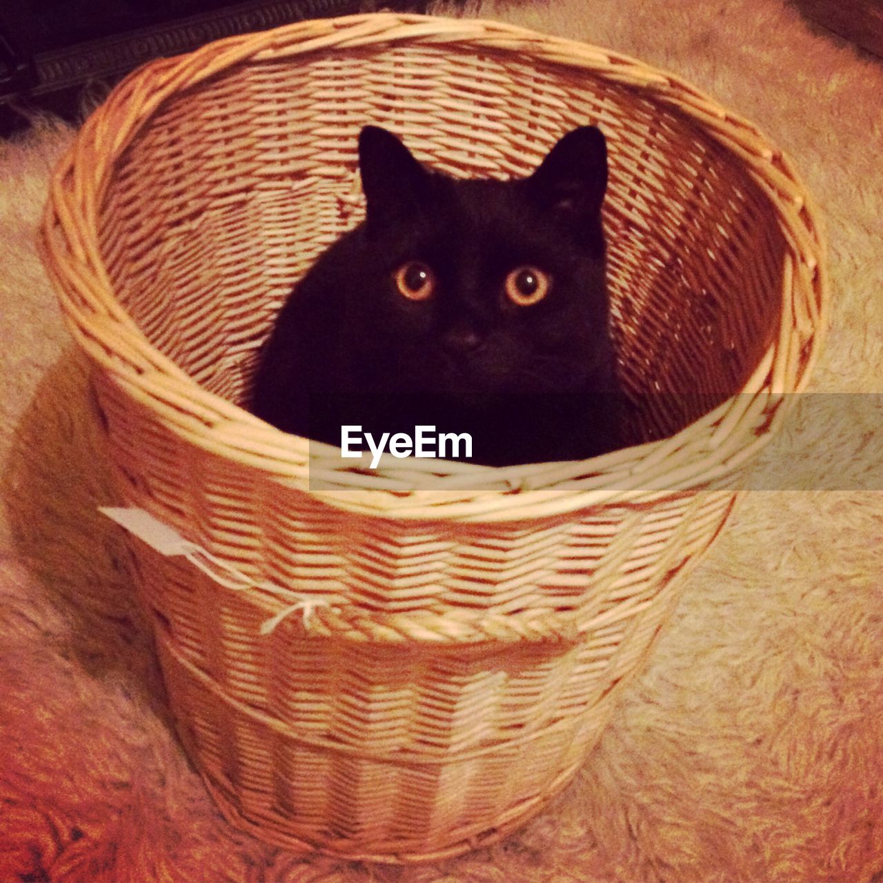 CLOSE-UP PORTRAIT OF BLACK CAT IN BASKET