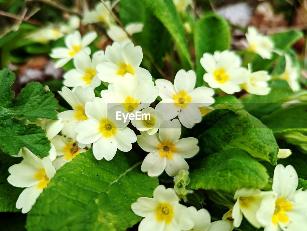 flower, flowering plant, plant, freshness, beauty in nature, leaf, plant part, nature, fragility, close-up, flower head, yellow, petal, growth, inflorescence, white, green, no people, wildflower, outdoors, springtime, day, multi colored, high angle view, botany