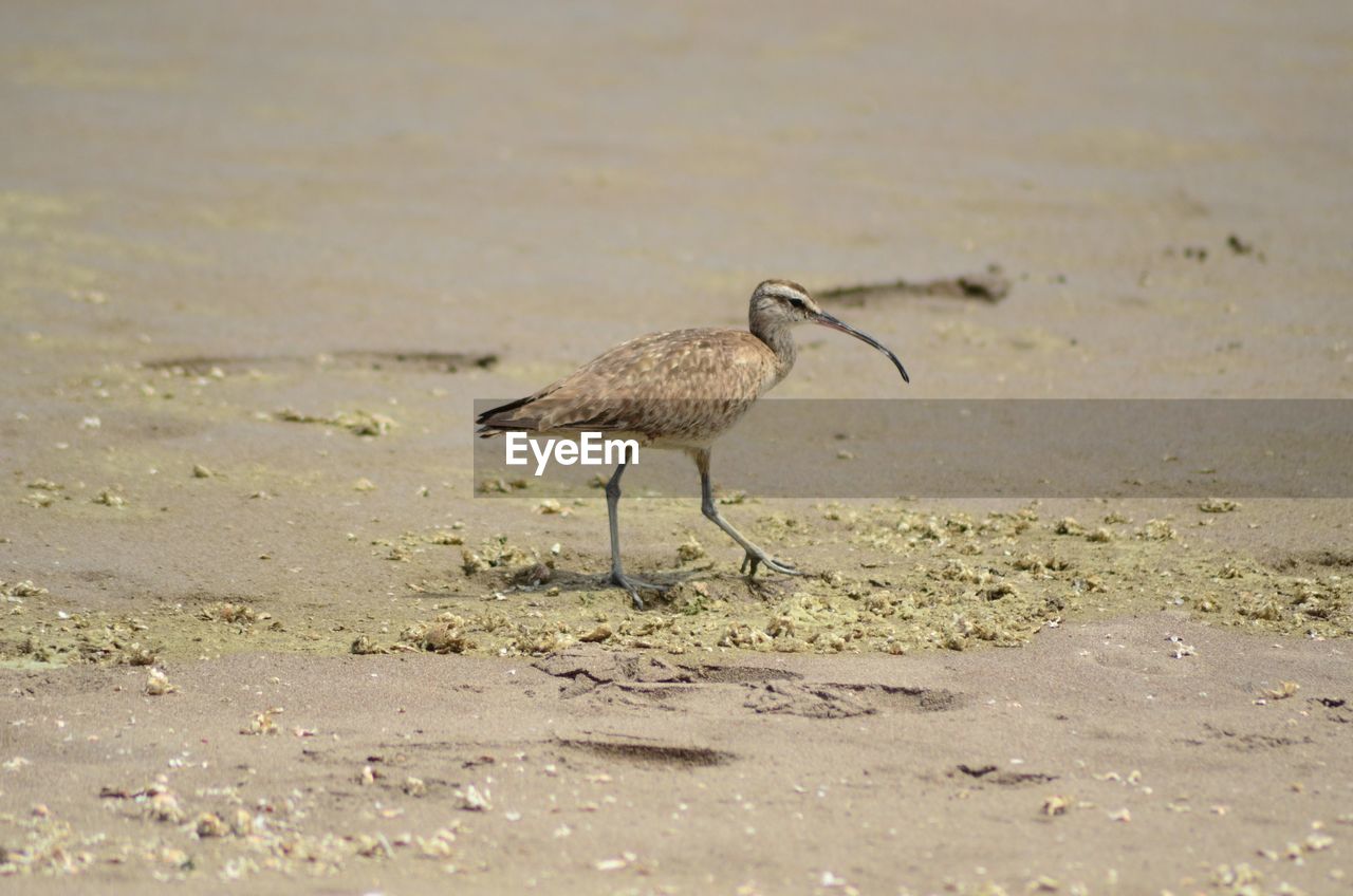VIEW OF BIRD ON SAND