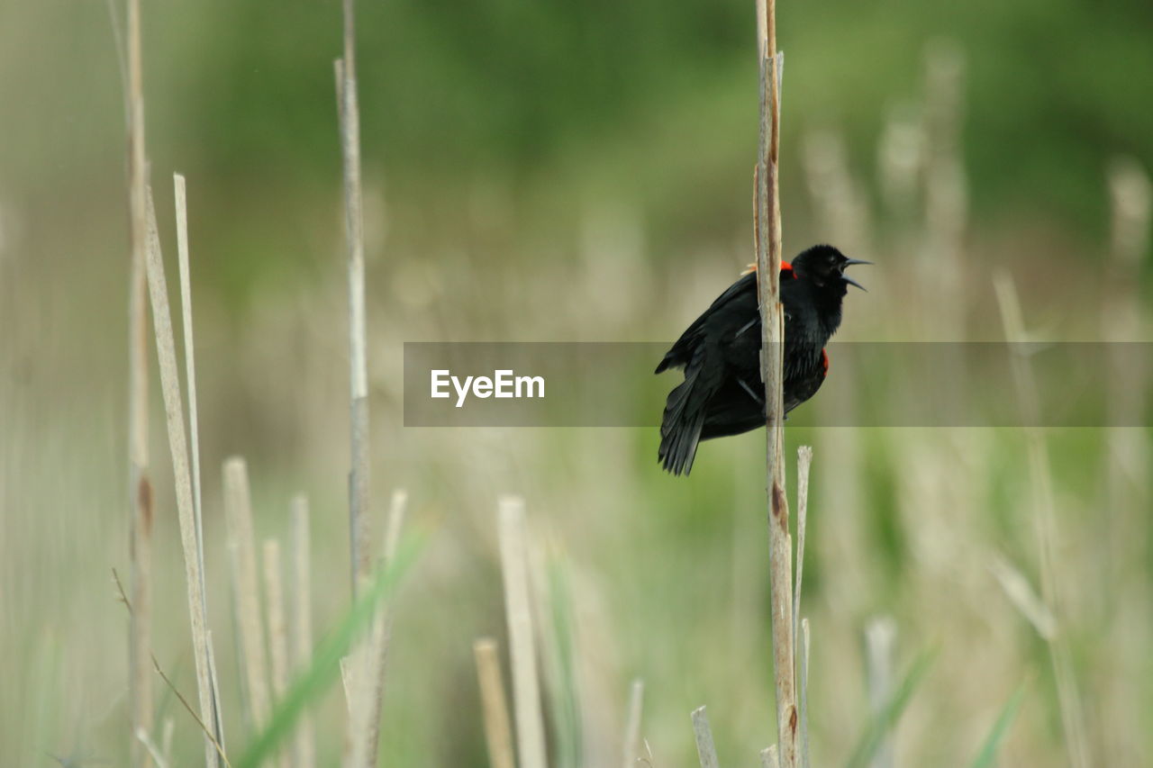 Close up of black bird perching on plant 