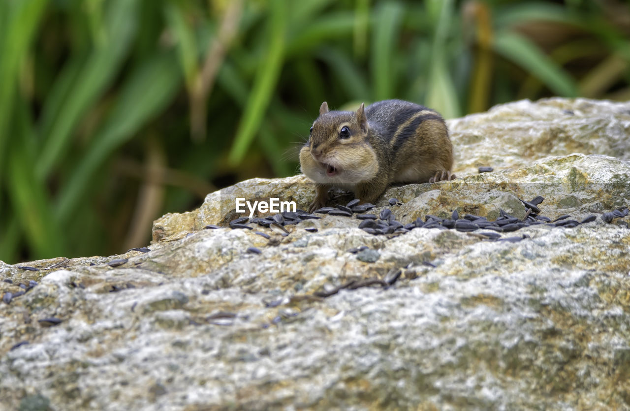 Close-up of north american chipmunk on rock with expression of surprise