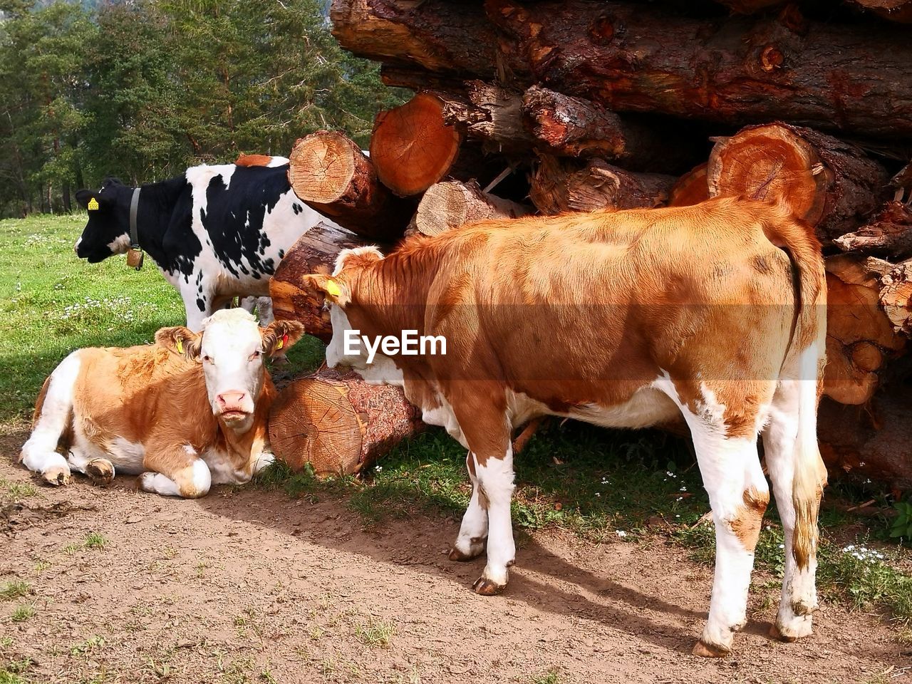 COWS IN FIELD