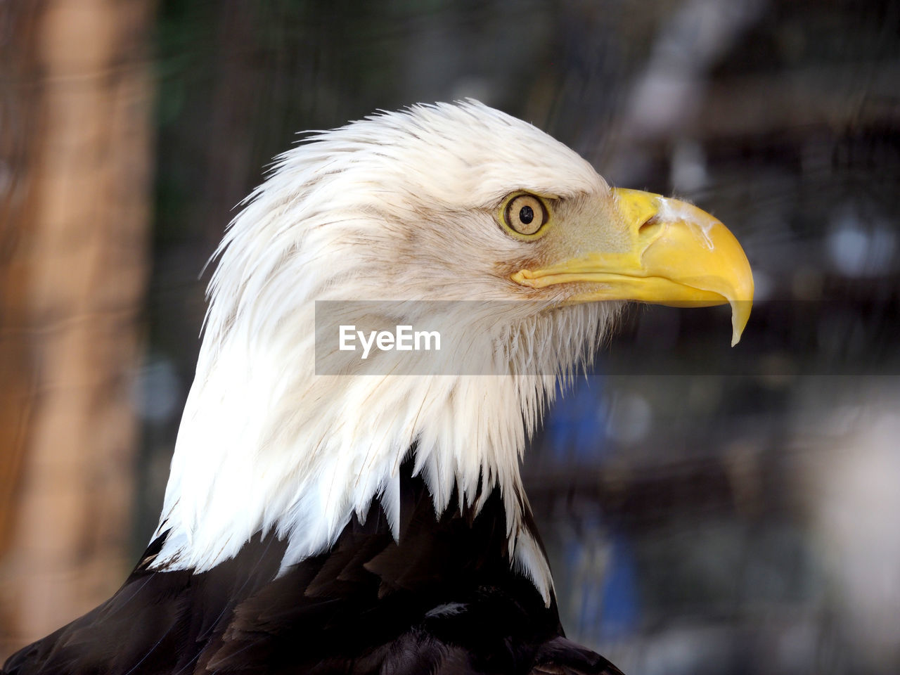 Close-up of bald eagle