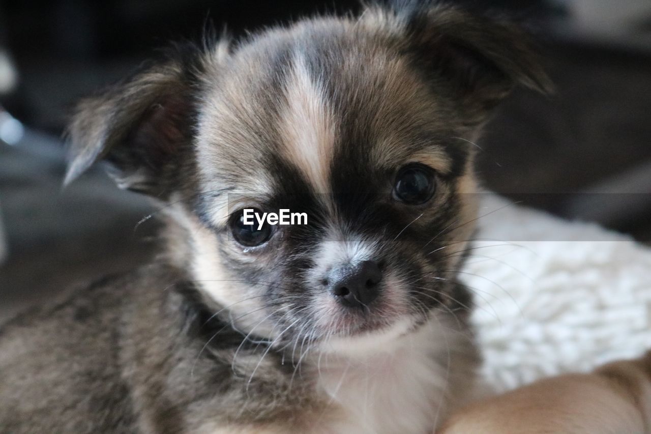 CLOSE-UP PORTRAIT OF CHIHUAHUA ON BLANKET