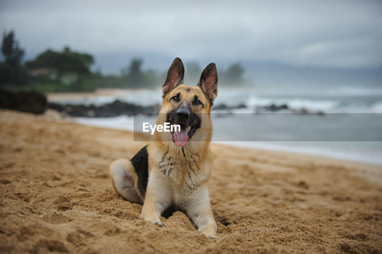 Portrait of german shepherd sticking out tongue at beach