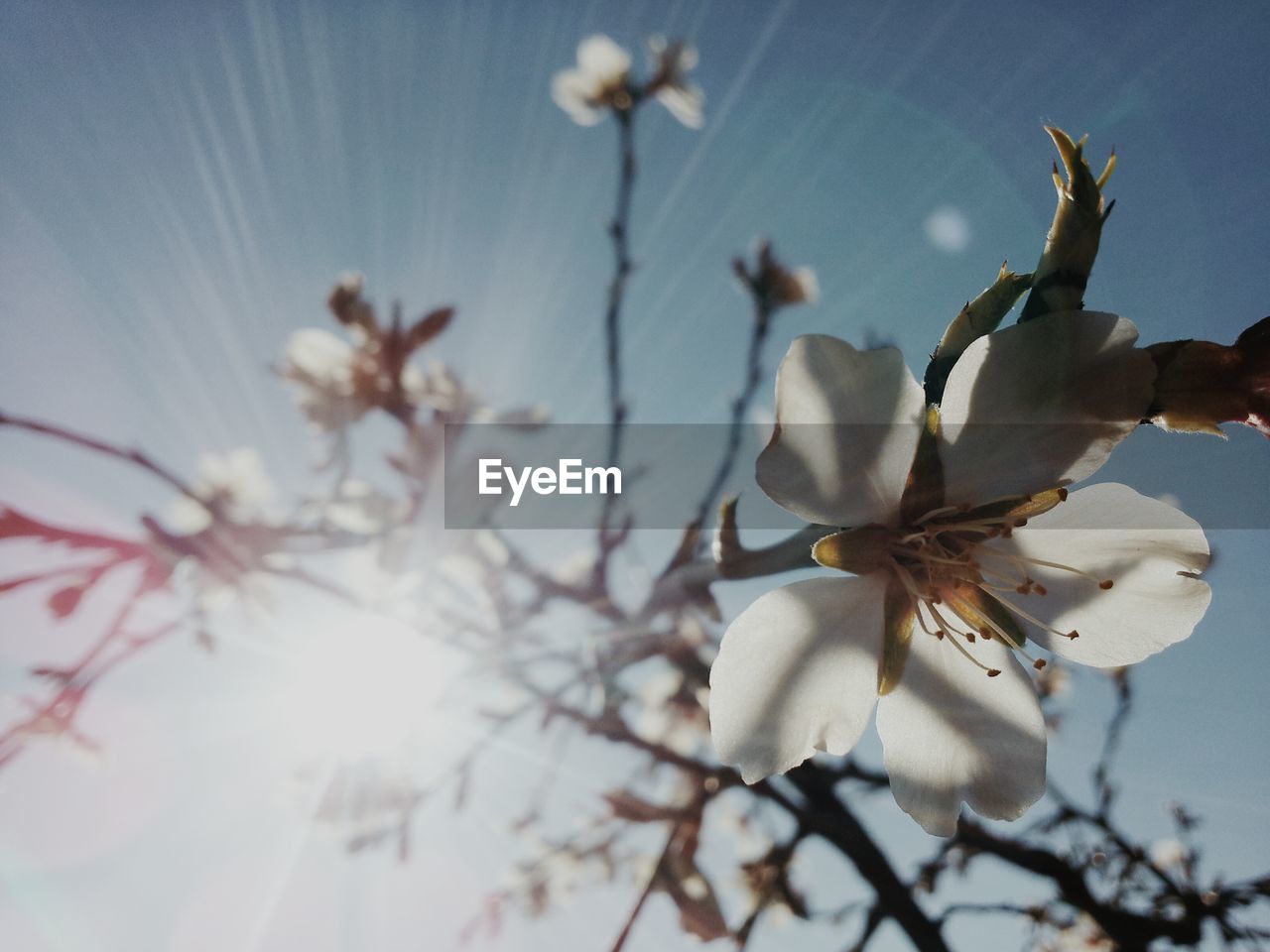 Close-up of white flower blooming