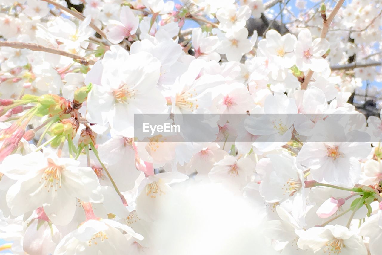 FULL FRAME OF WHITE BLOSSOMS