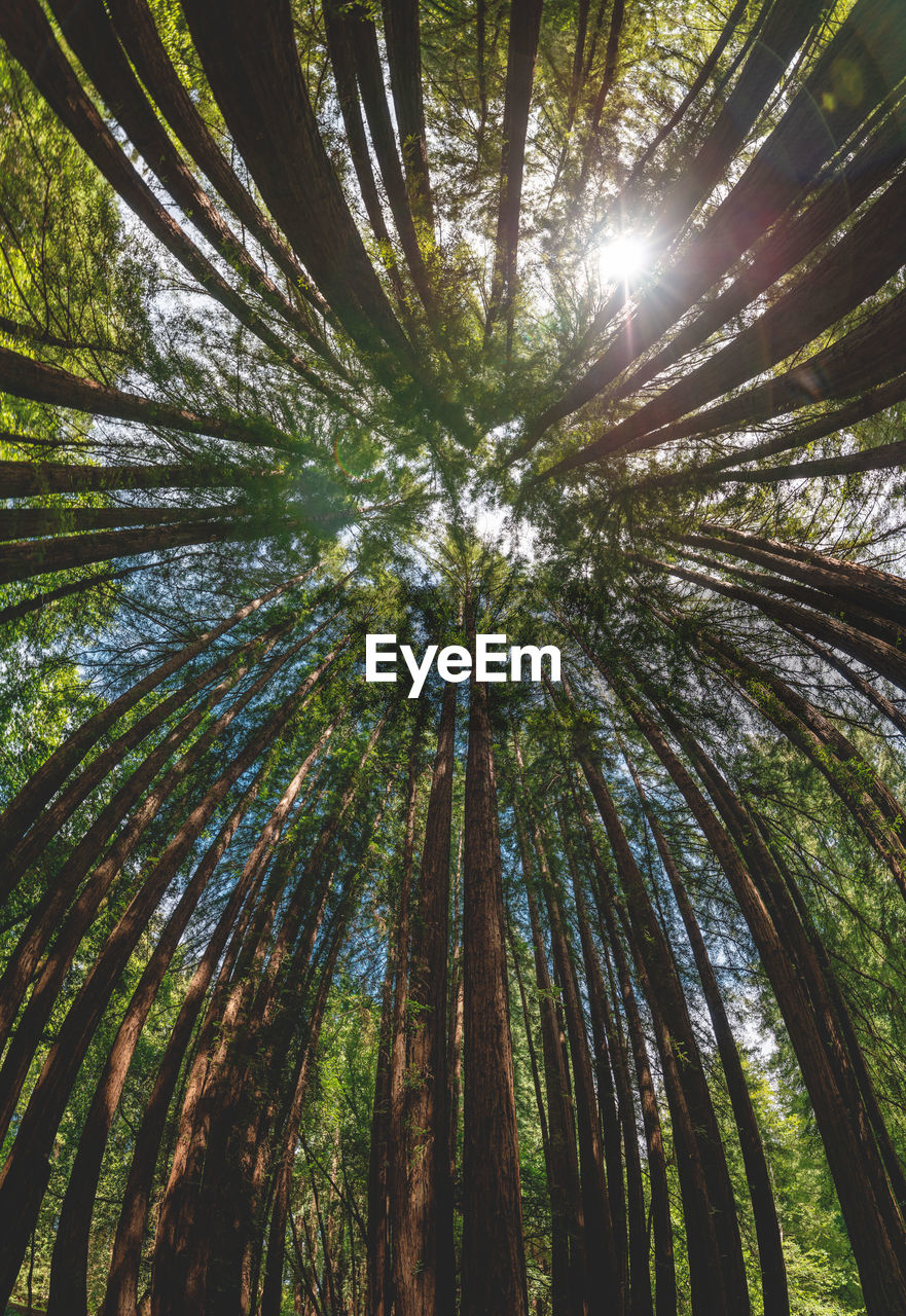 Low angle view of palm trees in forest