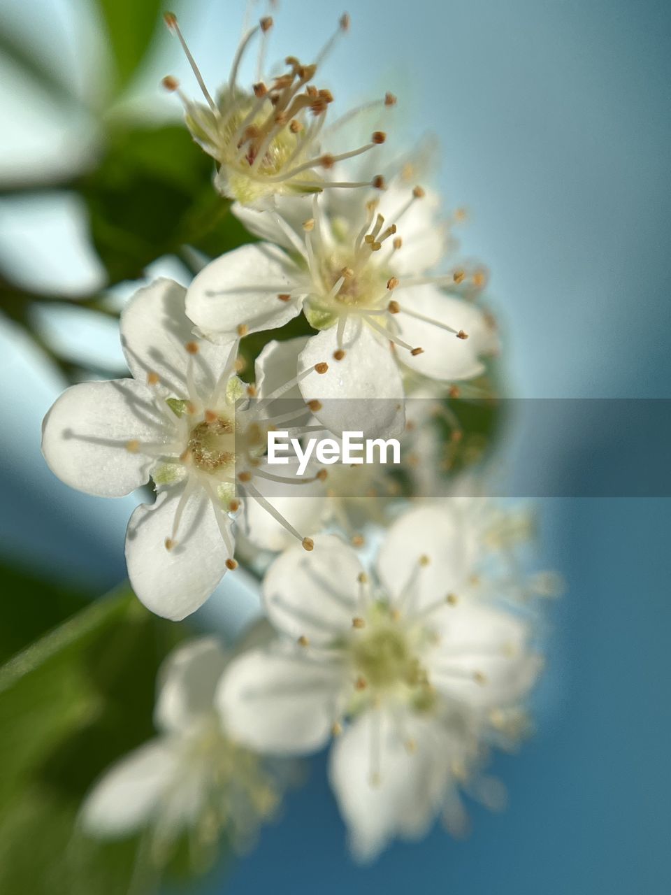 plant, flower, flowering plant, freshness, beauty in nature, blossom, fragility, springtime, nature, white, close-up, tree, growth, food, produce, flower head, branch, inflorescence, macro photography, fruit tree, no people, pollen, food and drink, focus on foreground, petal, fruit, outdoors, botany, stamen, selective focus, day, blue, almond tree, twig, sky, apple tree, prunus spinosa, cherry blossom